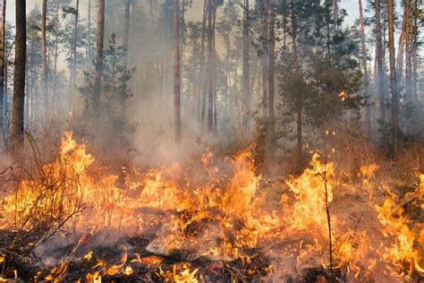 Top 13 Largest Wildfires in History | Earth.Org