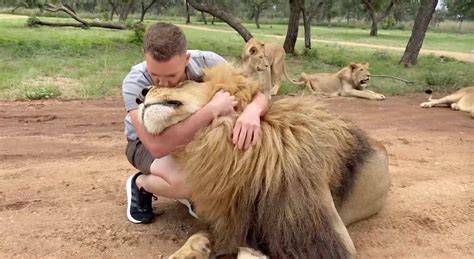 Safari Park Worker is Best Friends With Lion That He's Cuddled and ...