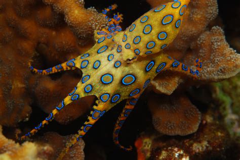 Blue-Ringed Octopus Facts, Habitat, Life Cycle, Venom, Pictures