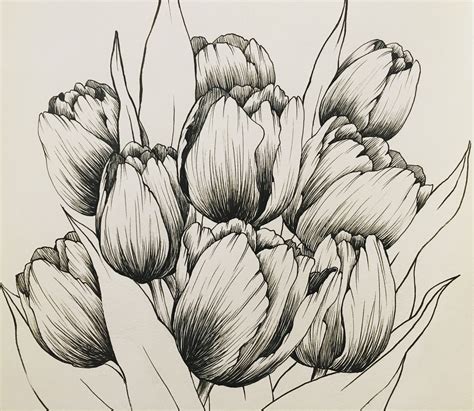 Hand drawing by Hanna Chung A bunch of tulips | Tulip drawing, Tulips ...