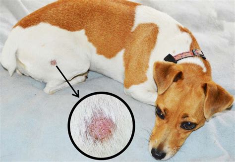 9 Common Dog Skin Problems with Pictures (Prevention and Treatment ...