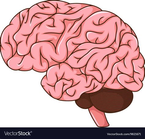 Human brain cartoon Royalty Free Vector Image - VectorStock