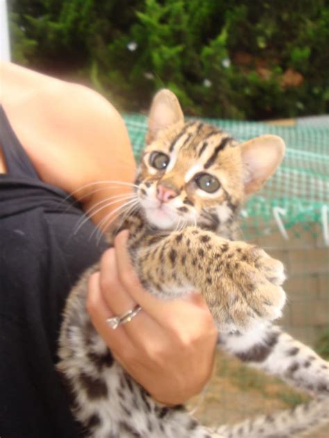 Chausie Cats For Sale | Indianapolis, IN #118282 | Petzlover