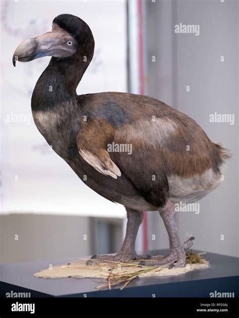 Dodo bird museum hi-res stock photography and images - Alamy