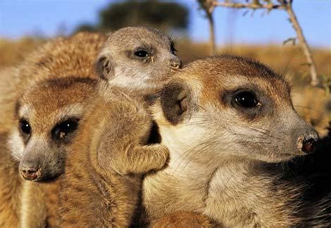 Meerkat Family - Meerkats Photo (412420) - Fanpop