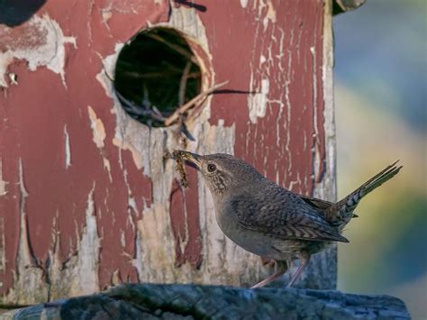 What Do House Wrens Eat? (Diet, Attracting + FAQs) | Birdfact