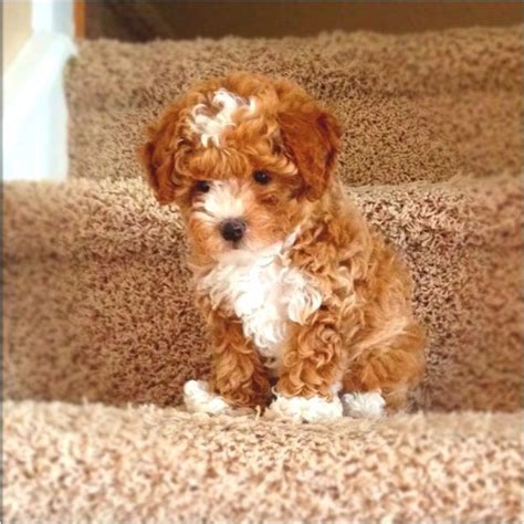 Toy Poodle Dog Breed Information, Images, Characteristics, Health