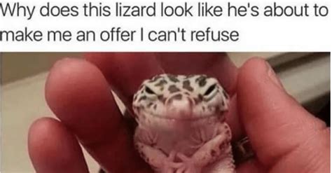 Incredible Lizard Memes That Iguana Show You Right Now - I Can Has ...