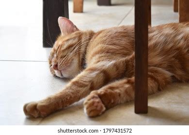 367 Cat Sleeping Under A Chair Royalty-Free Photos and Stock Images ...