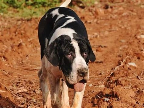 Bully Kutta Dog Breed: Personality, Care, Diet, & More