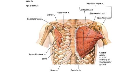 Muscles of pectoral region - www.medicoapps.org