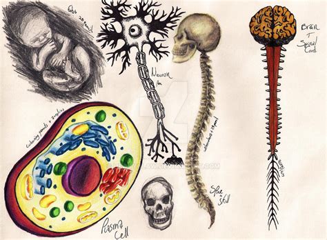 NHM Sketches: Human Biology 2 by HeavyClaw on DeviantArt