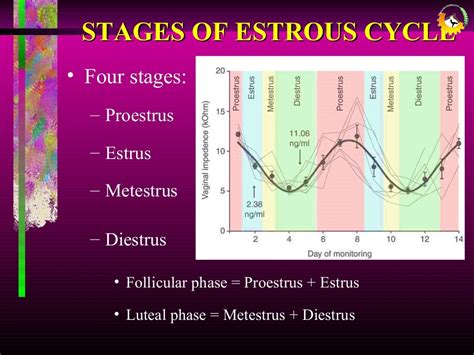 Presentation on ESTROUS CYCLE