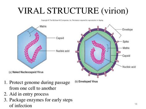 PPT - An Introduction to Viruses PowerPoint Presentation, free download ...