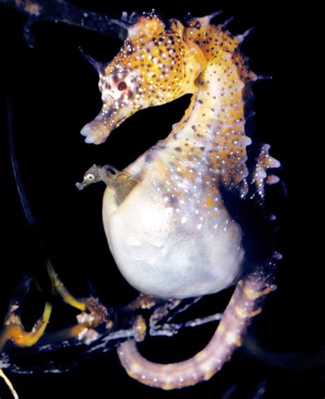 Are Seahorses Mammals - Pets Lovers