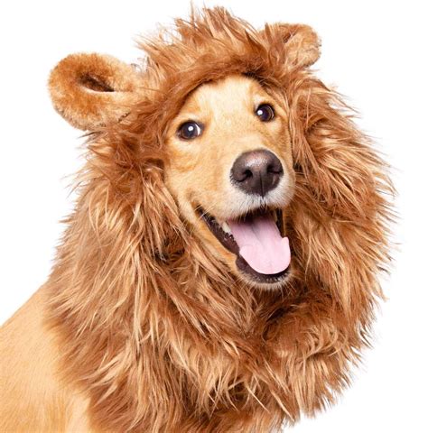 Actualizar 58+ imagen lion outfit for dog - Abzlocal.mx