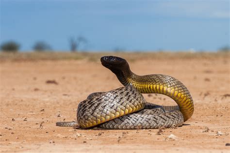 Top 10 Most Dangerous Animals In The World