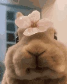 Bunny Rabbit GIF - Bunny Rabbit Kiss - Discover & Share GIFs | Kiss ...