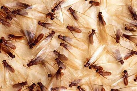 Subterranean Termites Swarmers Treatment Cost, Damages & Pictures ...