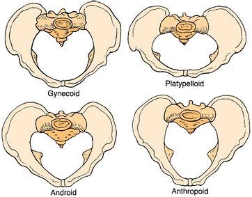 Pelvic Floor Anatomy - Physiopedia