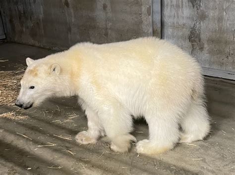 Polar bear cub wandering North Slope oil field is captured and sent to ...