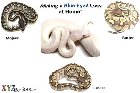 Blue Eyed Lucy Snake