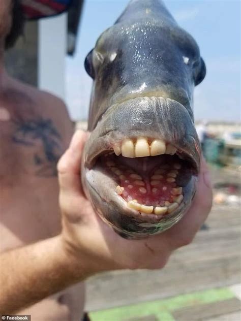 Bizarre fish with a mouth full of human-like teeth is caught off the ...