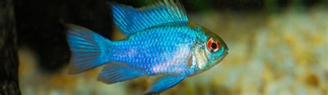 Blue Ram Cichlid Care Guide - Diet, Breeding & More » Petsoid