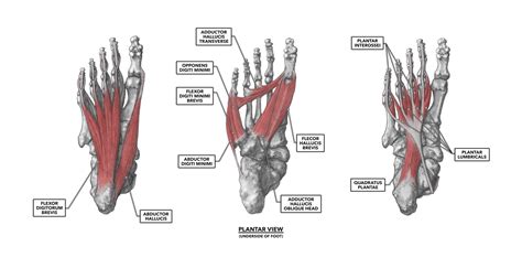 CrossFit | The Foot, Part 1: Muscles