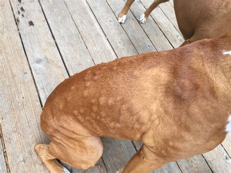 Kiki Has Hives -- Help - Boxer Forum : Boxer Breed Dog Forums