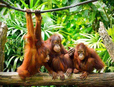 Borneo Full Nature Tour from A$4458 | Travel with Exploriada