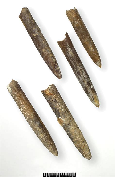 Belemnite Fossils (belemnitella Minor) Photograph by Natural History ...