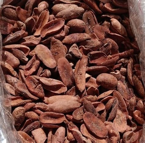 100% Natural Dried Mahua Seeds (madhuca Longifolia) at Best Price in ...