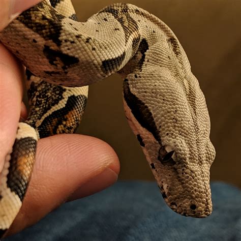 So Fierce : r/snakes