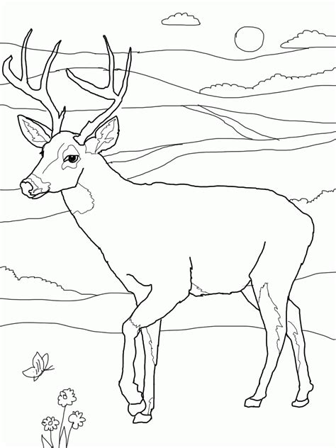 Buck And Doe Coloring Pages - Coloring Home