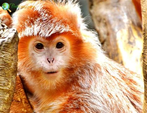 East Javan langur Characteristics | Trachypithecus auratus Facts