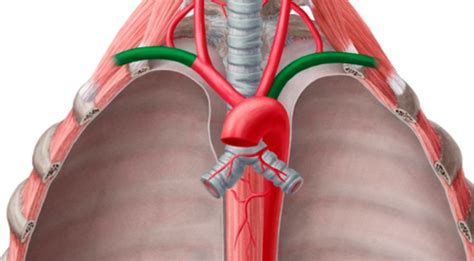 Vasculature of Pectoral Region Flashcards | Quizlet