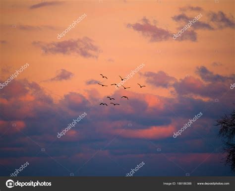 Beautiful Photograph Canadian Geese Silhouettes Flying Sunset Fluffy ...