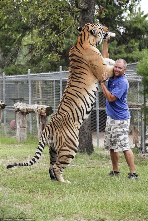 A Siberian tiger with a man for scale. #funny #infinityfunny #Awesome ...