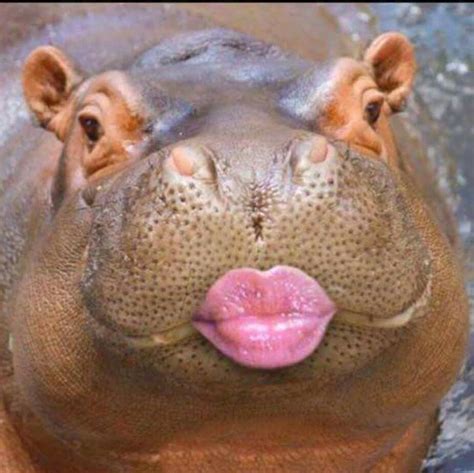 Hippo kiss Funny Happy Birthday Wishes, Happy Birthday Pictures ...