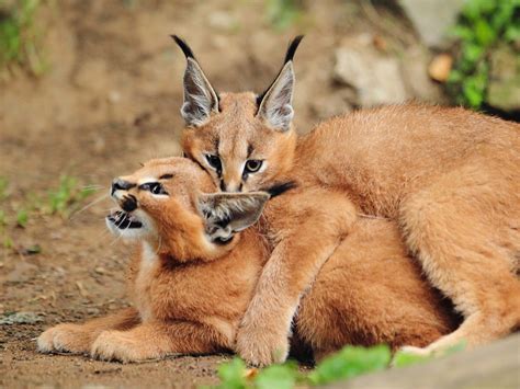 Full Grown Caracal