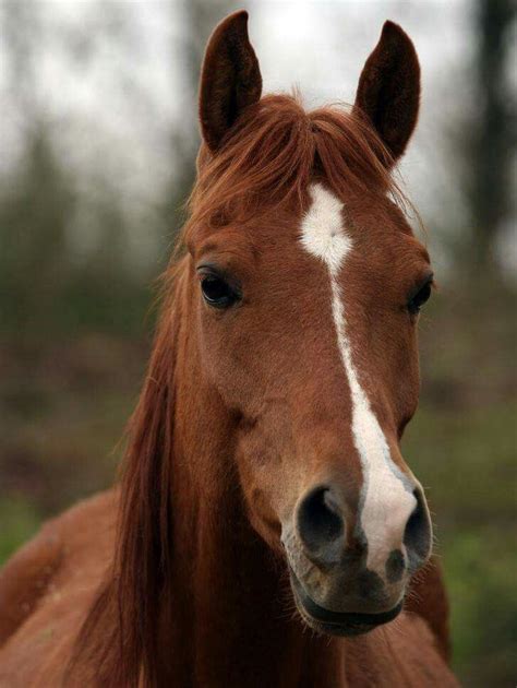 horses for sale in montana under 1000 - Elin Hatchett