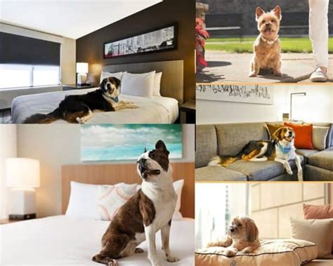 Pet-Friendly Hotels in Las Vegas in 2021