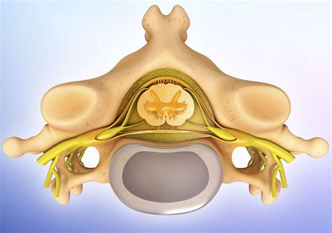 Nucleus Pulposus and How It Helps Your Spine