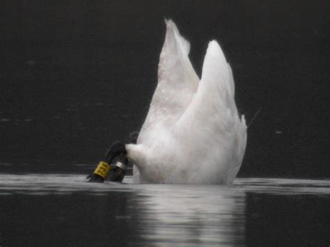 Migration - WHOOPER SWANS