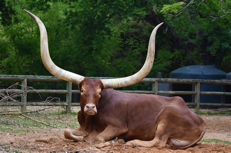 Oxen Horns Bull - Free photo on Pixabay - Pixabay