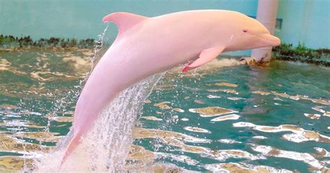 About Boto - A Kind of Pink Dolphin in Amazon River