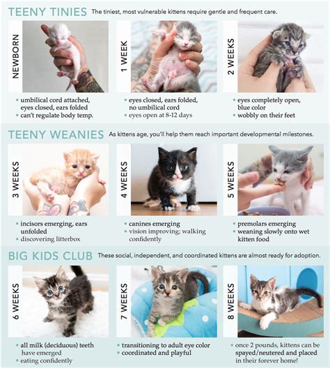 How to Determine a Kitten's Age — Kitten Lady