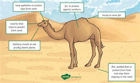 What is a Camel? – Camel Facts for Kids – Twinkl