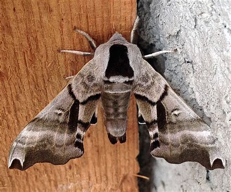 One-eyed Sphinx Moth– Identification, Life Cycle, Facts & Pictures